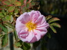 OADEFED rose photo