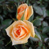 Double Gold ™ rose photo