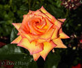 Always Remember rose photo