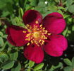 Doorenbos Selection rose photo