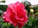 Sentimental rose photo