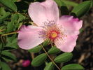 Ark-OP rose photo