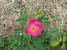 B1301 rose photo