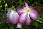 Asao clematis photo