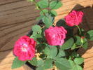A3801 rose photo