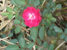 A3801 rose photo