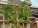 C. alpina 'Frances Rivis' clematis photo