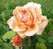 Lucille Ball rose photo