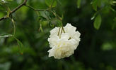 <i>Rosa arvensis plena</i> rose photo
