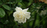 <i>Rosa arvensis plena</i> rose photo
