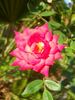 174-02-17 rose photo