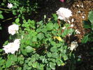 Louis Bourgoin rose photo