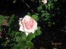 Louis Bourgoin rose photo