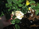 Louis Bourgoin rose photo