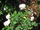 Louis Bourgoin rose photo