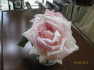 Louis Bourgoin rose photo