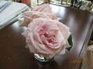 Louis Bourgoin rose photo