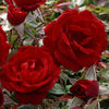 Harm Saville ™ rose photo