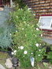 Swan Song rose photo