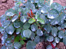 Adolf Grille rose photo
