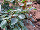 Adolf Grille rose photo