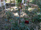 Diavoletta rose photo