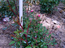 Folletto rose photo