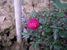 Folletto rose photo