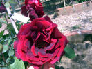 Satan rose photo
