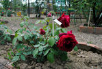 Satan rose photo