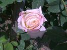 Charivari rose photo