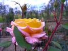Charivari rose photo