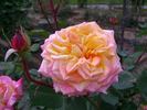Charivari rose photo