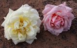 Queensland Beauty rose photo