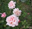 Queensland Beauty rose photo