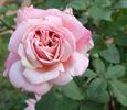 Queensland Beauty rose photo