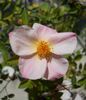 2BY2XOLGHER rose photo