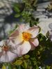 2BY2XOLGHER rose photo