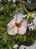 2BY2XOLGHER rose photo