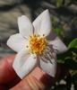 2BY2XOLGHER rose photo