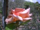 Comtesse Vandal, Cl. rose photo