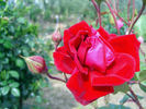 Solo rose photo
