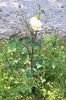 Candleglow rose photo