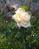 Candleglow rose photo