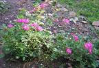 Chatillon Rose rose photo