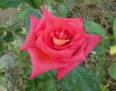 Bolivar ™ rose photo