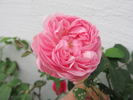 Schön Ingeborg rose photo