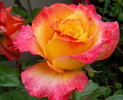Tangerine Streams rose photo