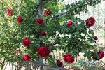 Roundelay, Cl. rose photo