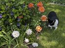 Hettie rose photo